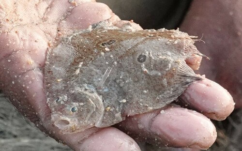 Pseudorhombus triocellatus observed 2024-05-05
