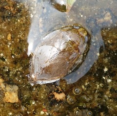 Diplonychus rusticus