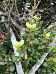 Myrsine chathamica
