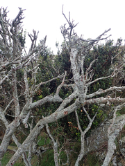 Myrsine chathamica