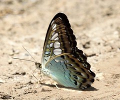 Parthenos sylvia borneensis