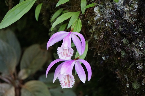 Pleione bulbocodioides, 2024-05-13