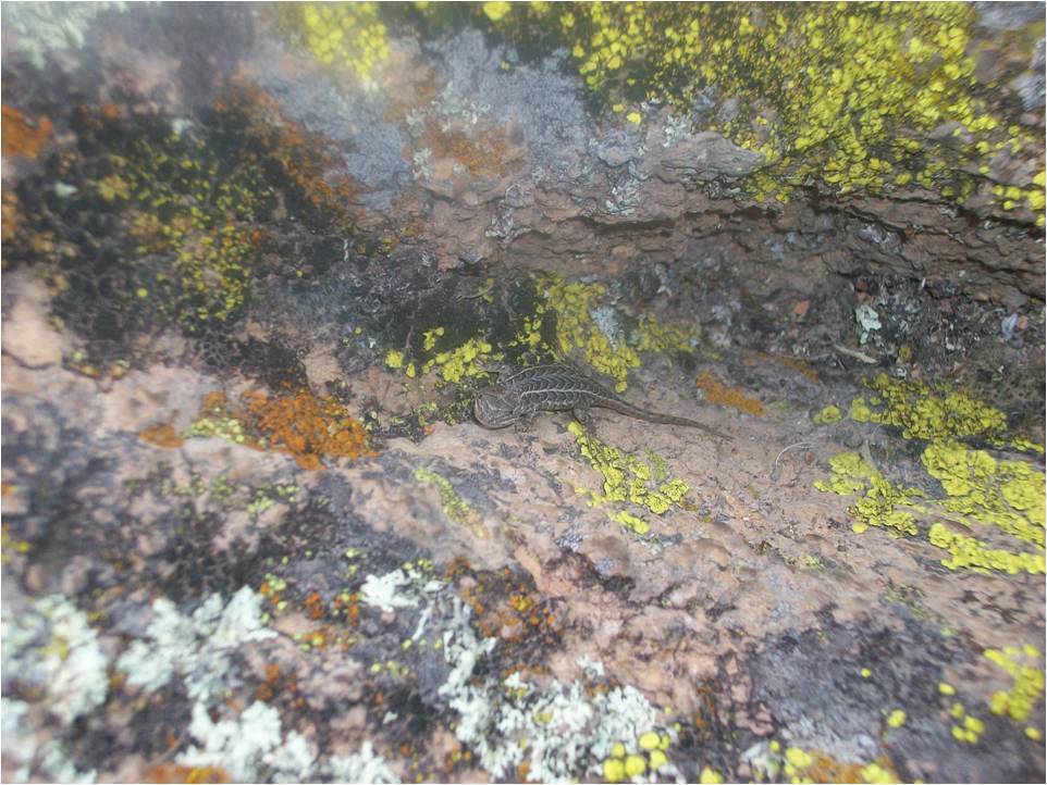 Bunch Grass Lizard
