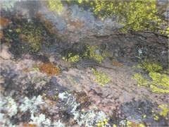 Sceloporus scalaris