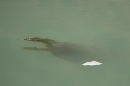 iNaturalist observation 2024-03-31