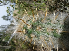 Oreocereus