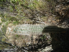 Oreocereus