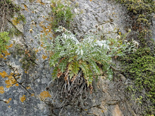 Centaurea clementei, photograph 2