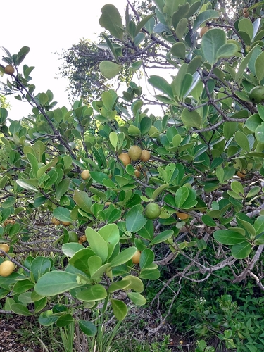 Image of Elaeodendron xylocarpum by (c) Donald McAninch, some rights reserved (CC BY)