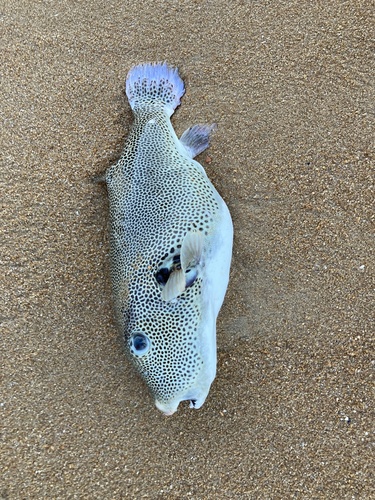 Black-lined pufferfish (Arothron stellatus) — Tetraodontidae — 3
