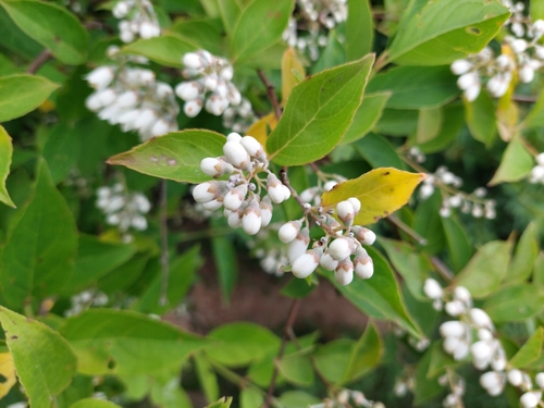 Image of Deutzia pulchra by (c) Jason, some rights reserved (CC BY)
