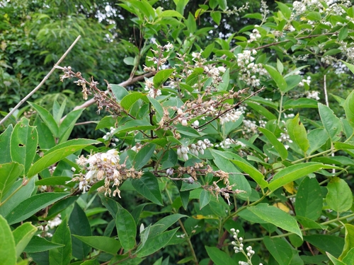 Image of Deutzia pulchra by (c) Jason, some rights reserved (CC BY)