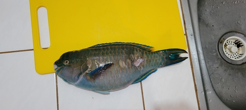 Sier-papegaaivis (Scarus festivus) — Scaridae — 3