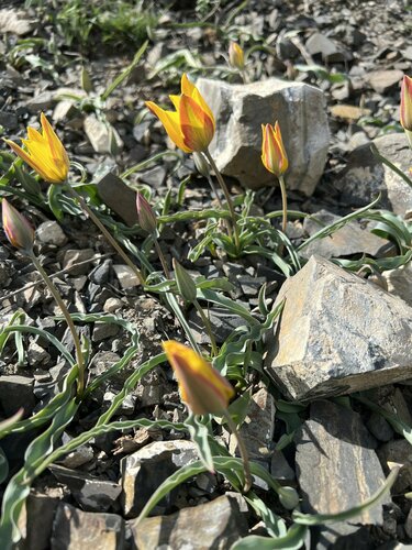 Tulipa tetraphylla, photograph 3
