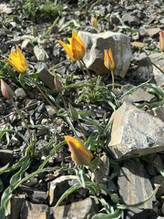 Tulipa tetraphylla, photograph (c) dschigel, some rights reserved (CC BY)