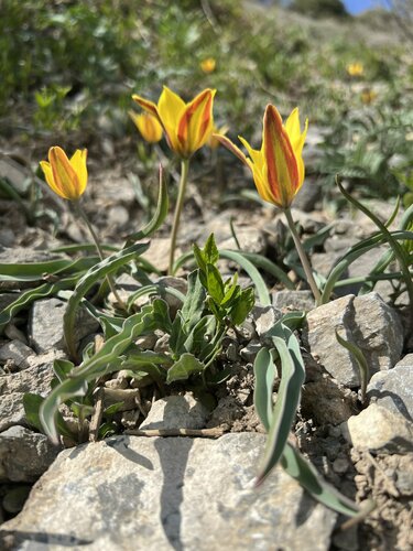 Tulipa tetraphylla, photograph 5