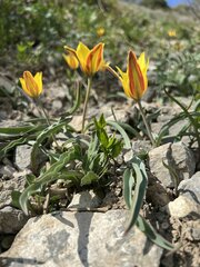 Tulipa tetraphylla, photograph (c) dschigel, some rights reserved (CC BY)