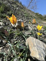 Tulipa tetraphylla, photograph (c) dschigel, some rights reserved (CC BY)