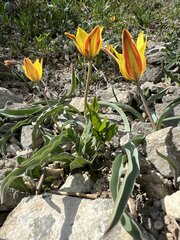 Tulipa tetraphylla, photograph (c) dschigel, some rights reserved (CC BY)