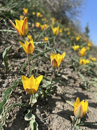 Tulipa tetraphylla, photograph 2