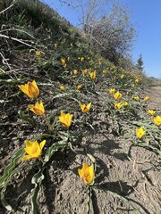 Tulipa tetraphylla