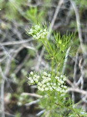 Scandix stellata, photograph (c) dschigel, some rights reserved (CC BY)