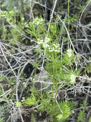 Scandix stellata, photograph (c) dschigel, some rights reserved (CC BY)