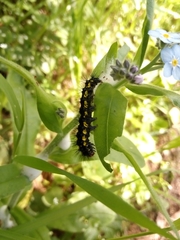 Gnophaela latipennis