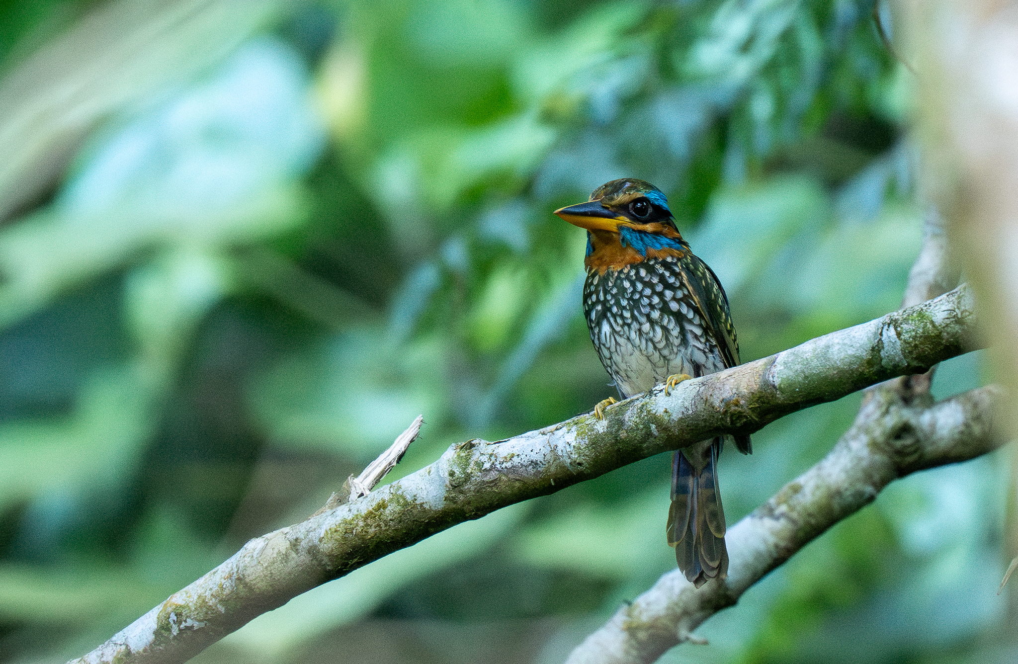 Spotted Wood Kingfisher (Actenoides lindsayi), photo 5