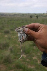 Peromyscus eremicus phaeurus