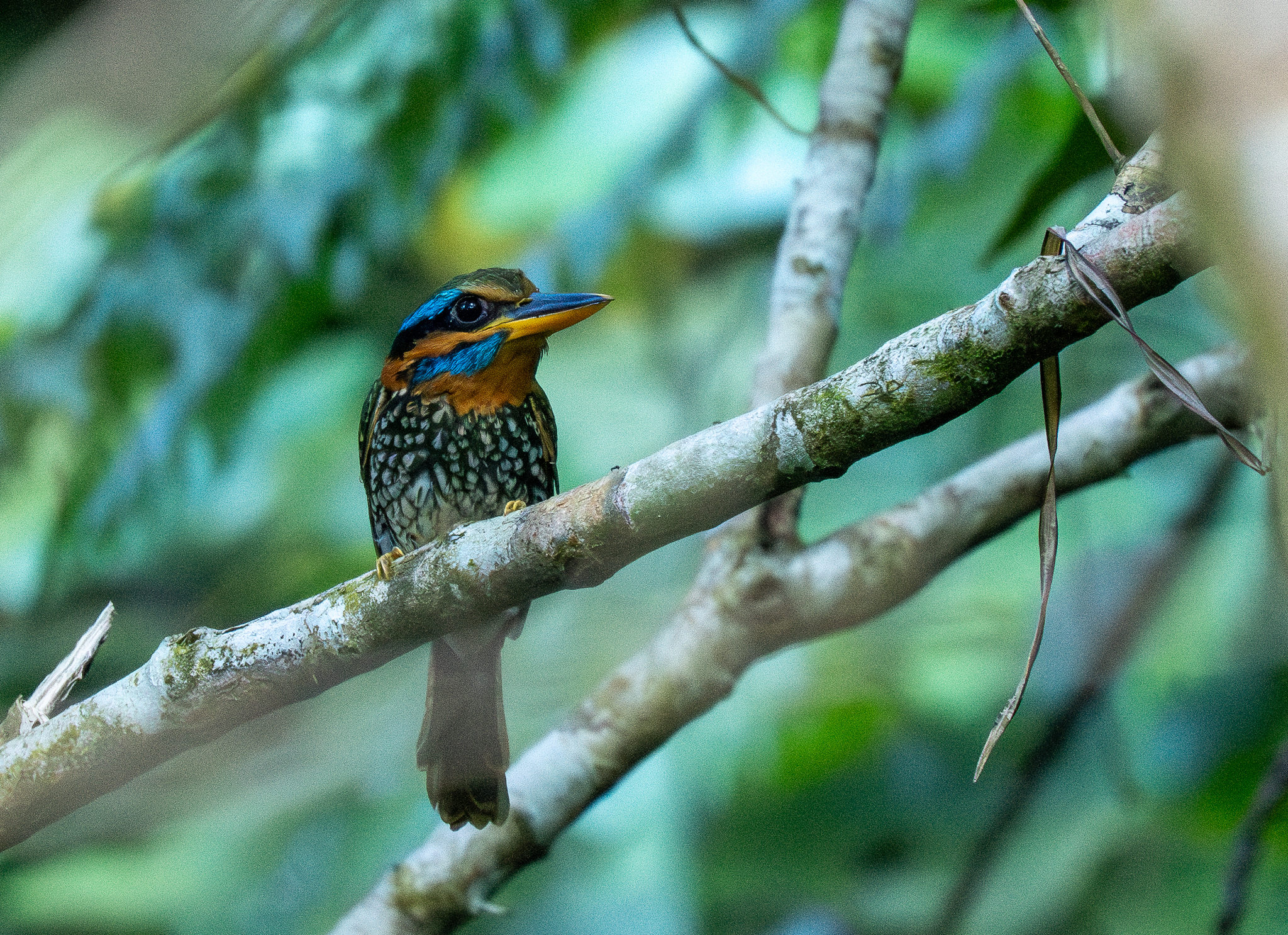 Spotted Wood Kingfisher (Actenoides lindsayi), photo 4