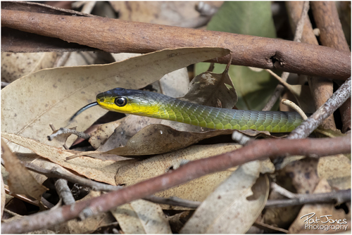 Common Tree Snake sighting