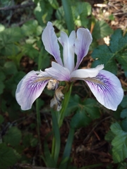 Iris longipetala