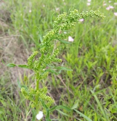 Rumex altissimus