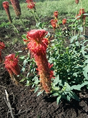 Pimelea haematostachya
