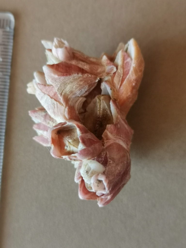 Megabalanus tulipiformis