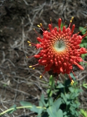 Pimelea haematostachya