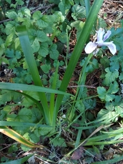 Iris longipetala