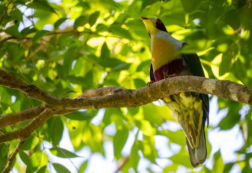 Yellow-breasted Fruit Dove (Ramphiculus occipitalis), photo 3
