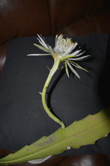 Epiphyllum hookeri