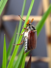 Melolontha melolontha