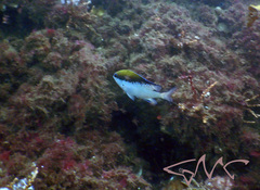 Chromis nitida