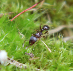 Tetramorium immigrans