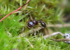 Tetramorium immigrans