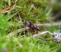 Tetramorium immigrans