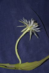 Epiphyllum hookeri