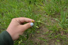 Heterotheca camporum