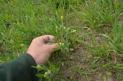 Heterotheca camporum