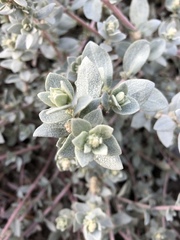 Atriplex leucophylla
