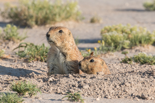 Mexican Prairie Dog